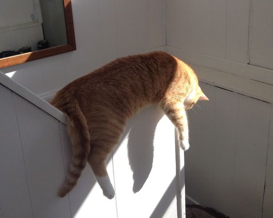 Purr'a Ãok Kakan 21 Yorgun Kitties | CutesyPooh