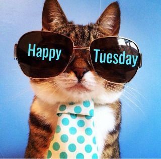 Cute Happy Tuesday Cat