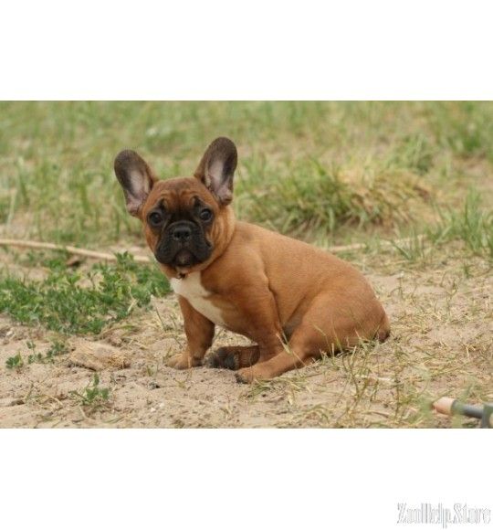 French Bulldog Louisiana French Bulldog Breeders French Bulldog
