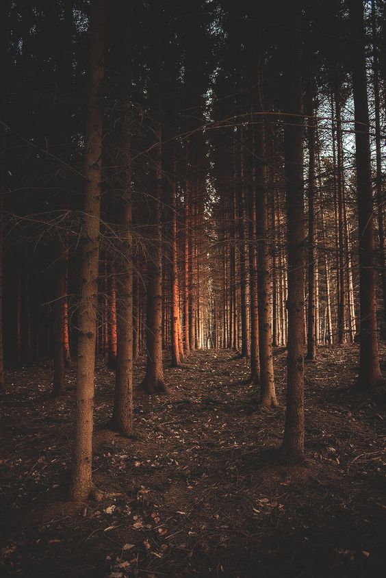 queen-nature-photos
