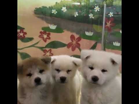 Satilik Akita Ilani 0543 659 72 02 Akita