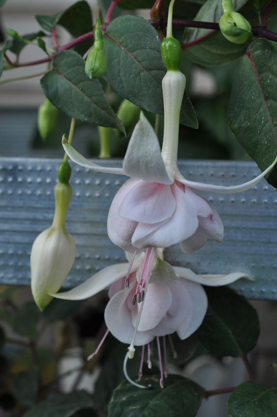 roes-flowars