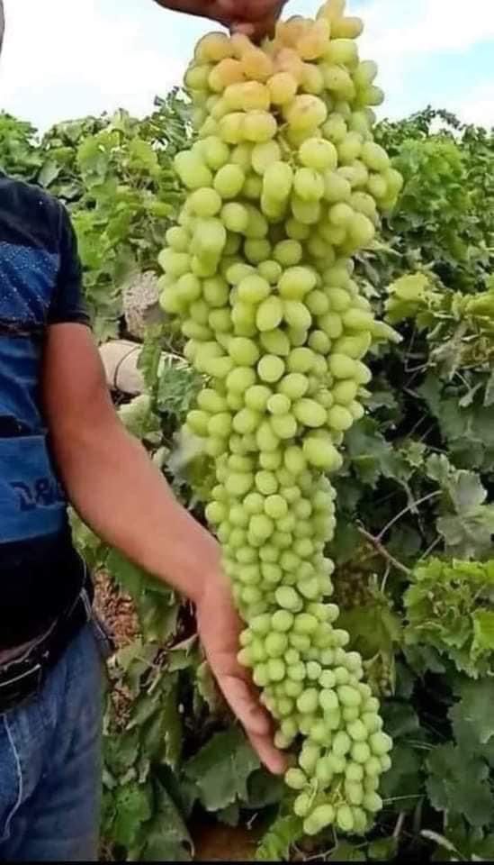 عنقود عنب في مدينة الخليل فلسطين بطول 80 سم Fruit Grapes Vegetables
