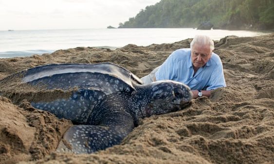 A leatherback turtle with David Attenborough in Trinidad A leatherback turtle with David Attenborough in Trinidad