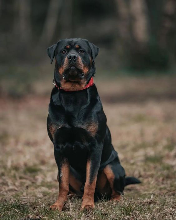 Handsome rottweiler