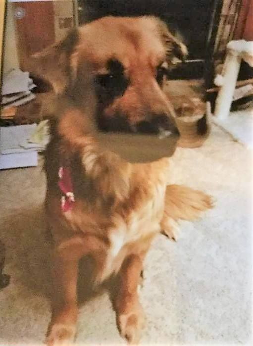 Lost Dog Chanhassen Anatolian Shepherd Golden Retriever Mix