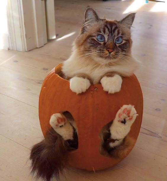 If I fits I sits #http://bit.ly/2QwaOUV