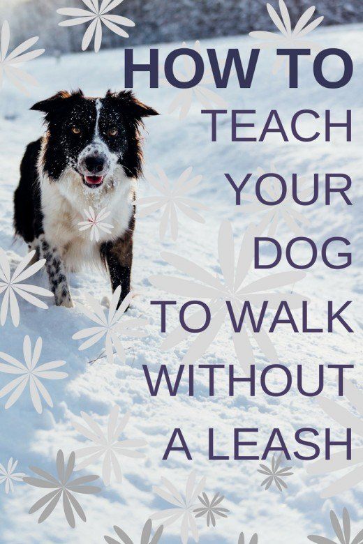 How To Train A Dog To Walk Next To You Without A Leashhow To Train
