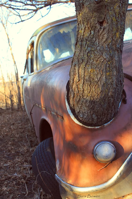 Trunk Driving: Tree-Colonized Abandoned Vehicles - WebEcoist