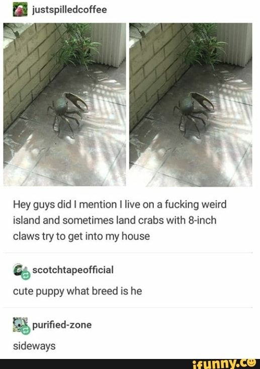 Pin by Hanna on Random stuff | Funny memes, Haha funny, Cute Pin by Hanna on Random stuff | Funny memes, Haha funny, Cute