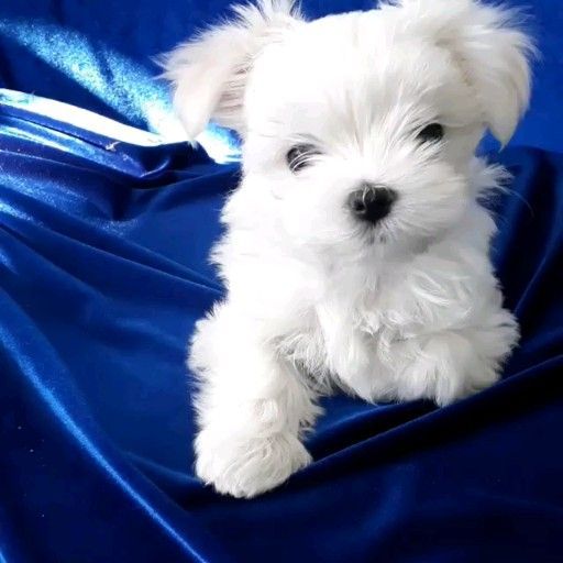 Maltese Dog Mega White Dog Maltese Mega White In 2020