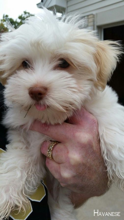Havaneserofinstagram Havanese Dogs Havanesenewyork Havanese