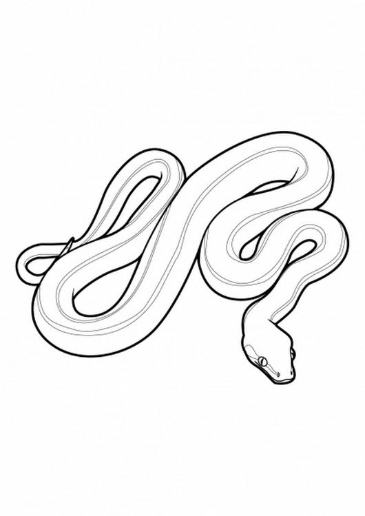 Base Serpent Snake Art Animals Base Serpent Snake Art Animals
