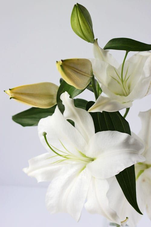 How do you feel about highly scented white lilies?