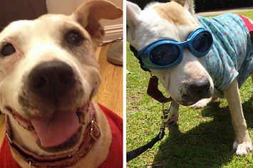 This Rescue Dog’s Life And Last Days On Earth Are Heartbreakingly Perfect