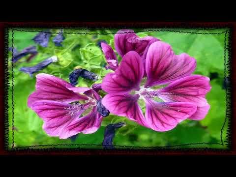 Malva Planta Medicinal Para Que Sirve Para Q Sirve La Malva Https Youtu Be Jjwjl0lea3s Plants Flowers Rose