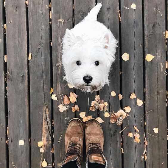 Thereâs a big chance that dog DNA tests will be helpful and useful, especially when the data pours in.