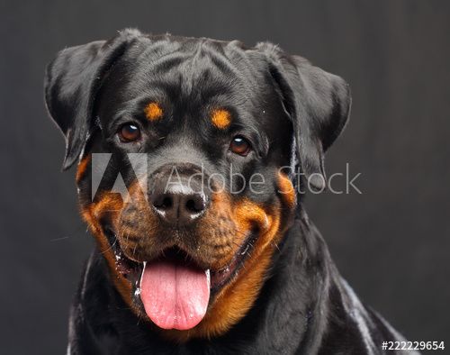 Rottweiler Dog Isolated on Black Background in studio Stock Photo