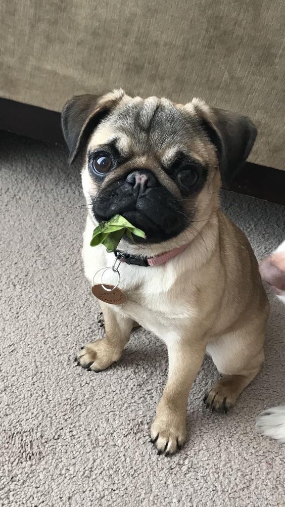 Check New Sweet Tank With Sweet Funny Pug Baby Pugs Cute Pugs