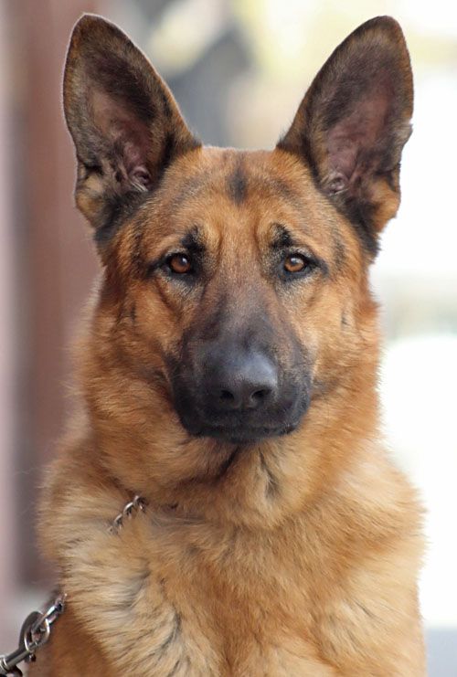 Westside German Shepherd Rescue Of Los Angeles German Shepherd