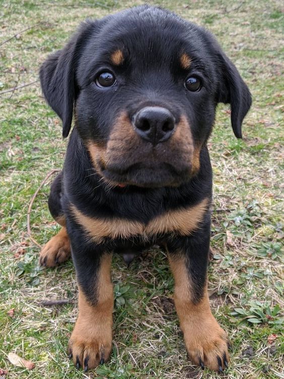 My 12 week old Rottweiler pup : aww