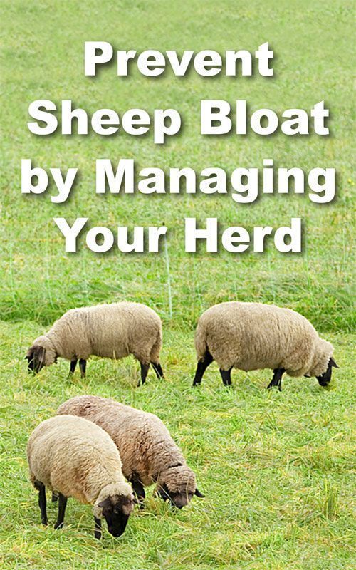 Prevent Sheep Bloat By Managing Your Flock Countryside Sheep Suffolk Sheep Raising Farm Animals
