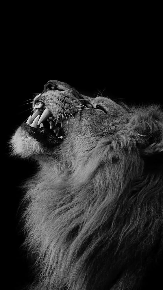 Pin by Caitlin Hill on Wallpaper | Lion wallpaper iphone, Black and white lion, Lion wallpaper