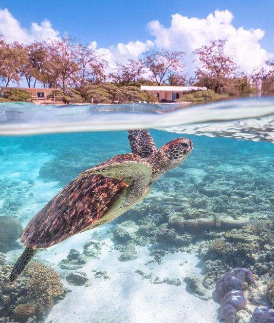 Save the Sea Turtles