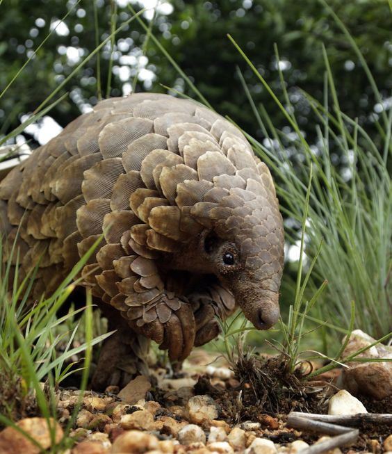 world-conservation-day-nature-photos