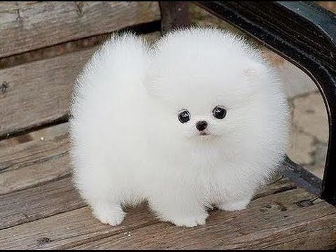 Best Of Cute Baby Dogs Videos Compilation 2017 Cute Dogs Youtube