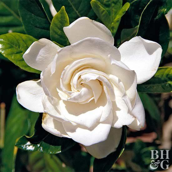 Pin On Gardening