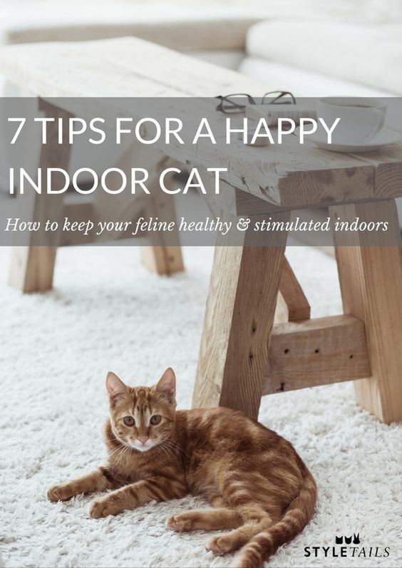 How To Keep An Indoor Cat Happy And Stimulated Cats Indoor Cat Cat Care