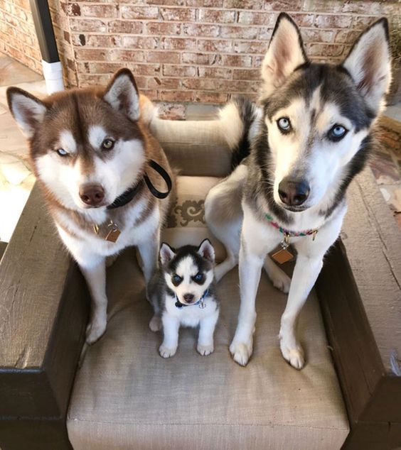 Husky Puppy Training Advice Tips And Tricks Siberian Husky