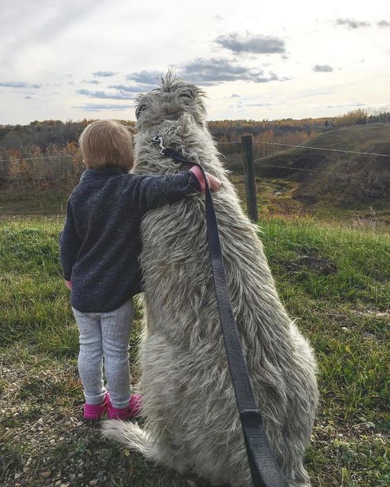 Adorable Gray Irish Wolfhound with a child by his side