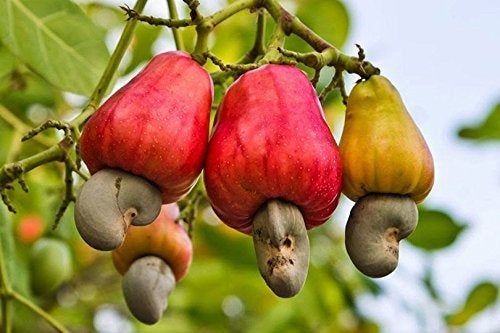 Anacardium Occidentale Tropical Plant Tree Seeds Cashew Nut Apple Seeds RARE Anacardium Occidentale Tropical Plant Tree Seeds Cashew Nut Apple Seeds RARE