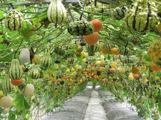 looks like a fairy garden... pretty climbing pumpkins. (Needs a really big garden at some point)