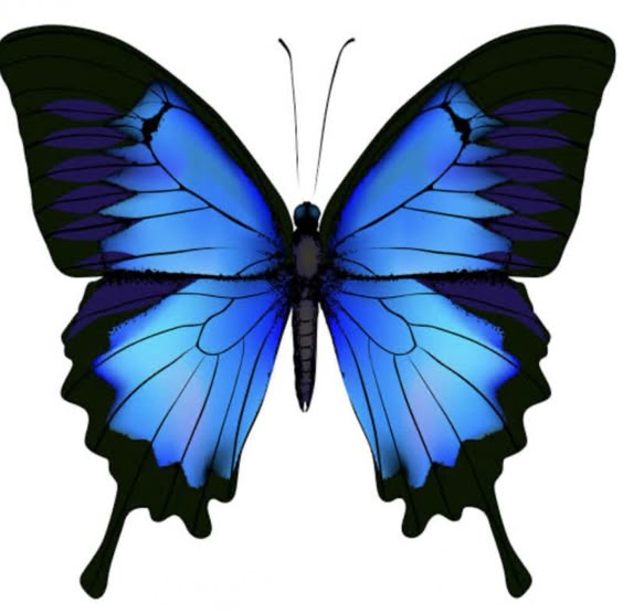 Butterfly Nobby- A Big Rare Unique Split Opal, See Below#1711
