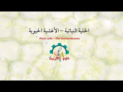 الأغشية الحيوية للخلايا النباتية الخط العربي نباتات الخط