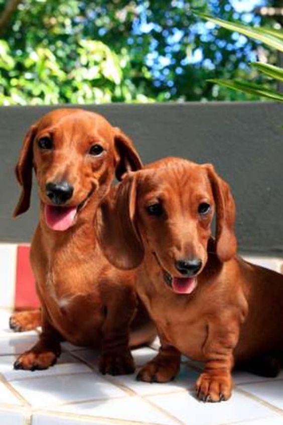 Dachshund Products Apparel And Gifts Dachshund Breeders
