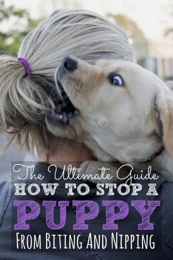 German Shepherd Dog Training Commands Pdf And Pics Of Dog Behavior