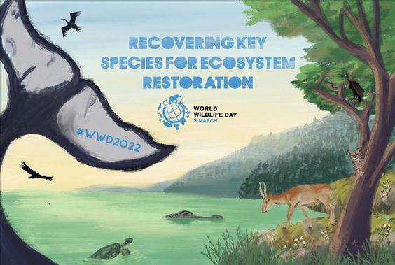 The theme for 2022 “Recovering key species for ecosystem restoration” seeks to draw attention to the conservation status of some of the most critically endangered species of wild fauna and flora, and to drive discussions towards imagining and implementing solutions to conserve them. Let\'s do our part to save the planet! #WorldWildlifeDay #WWD2022 #RecoverKeySpecies #GoSeeDoBe #ecologicalrestoration #savewildlife #savenature #savetheplanet