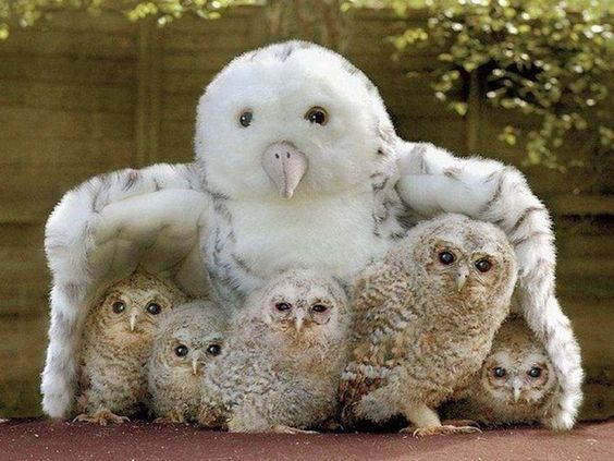 animales con sus crías animales con sus crías