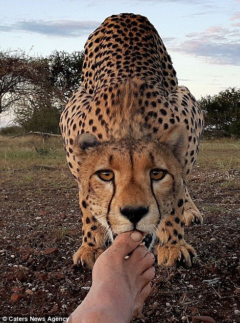 Lapping it up: The wild cheetah came in for a closer look before licking and…