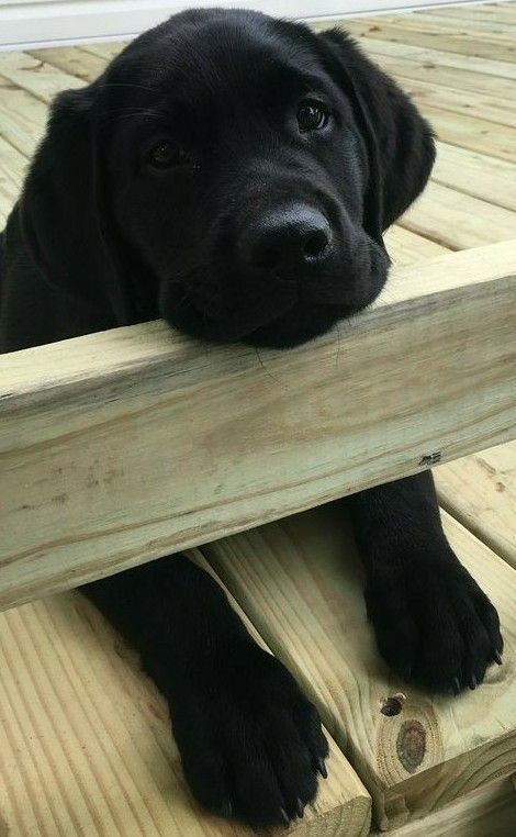 Labrador Retriever Intelligent And Fun Loving With Images