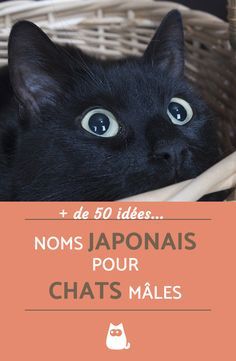 Noms Japonais Pour Chats Males Significations Et Top 60 Noms De Chat Chat Male Noms Japonais Noms Japonais Pour Chats Males Significations Et Top 60 Noms De Chat Chat Male Noms Japonais