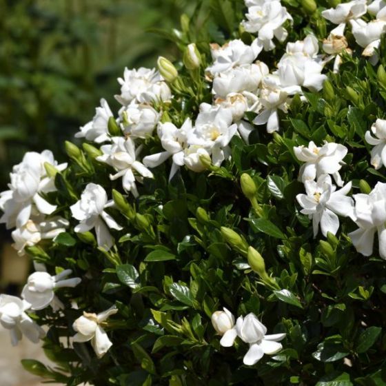 Gardenia Bushes Are Garden Lover S Dream Their Smell And Unique