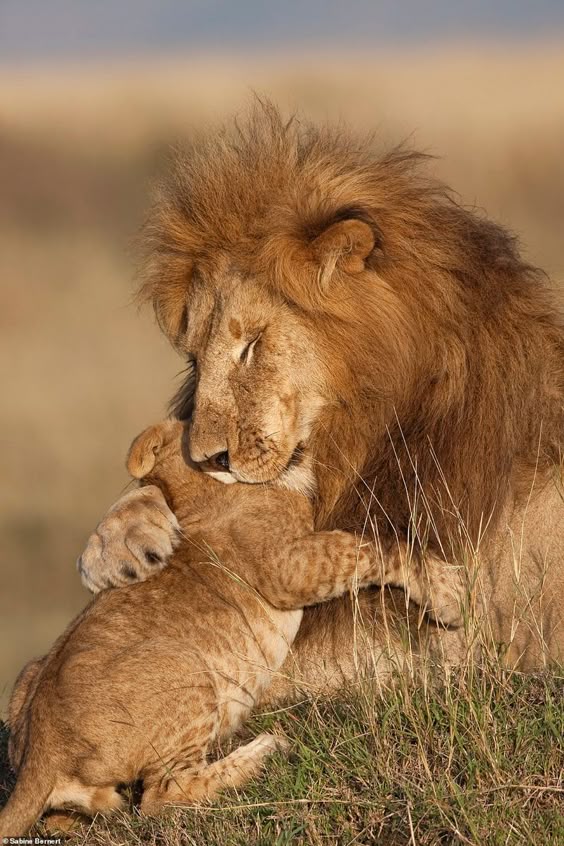 Stunning images of lions in Africa showcase work of 10 photographers