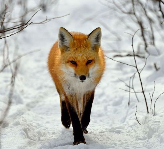 Winter Fox Photography