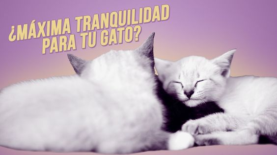 Feromonas Felinas Un Gran Aliado Con Tu Gato Te Garantizan La Cal Gatos Felino Mascotas