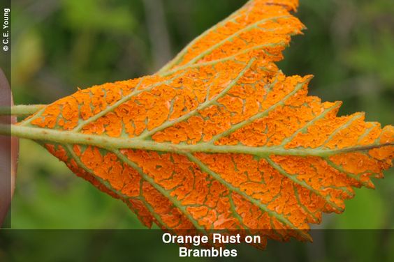 Orange cane rust on blackberry